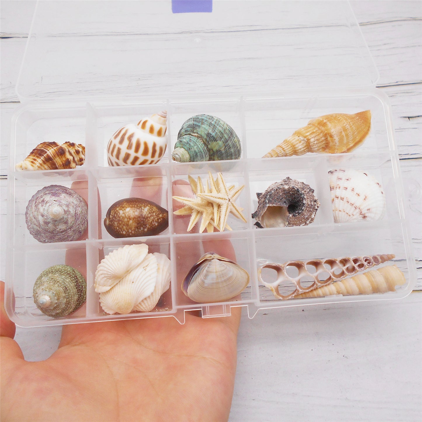 One Box of 24Pcs Natural Sea Shells & Starfish for DIY Crafts – Clam, Scallop, Conch Shells for Aquarium Decor, Fish Tank, Home Art