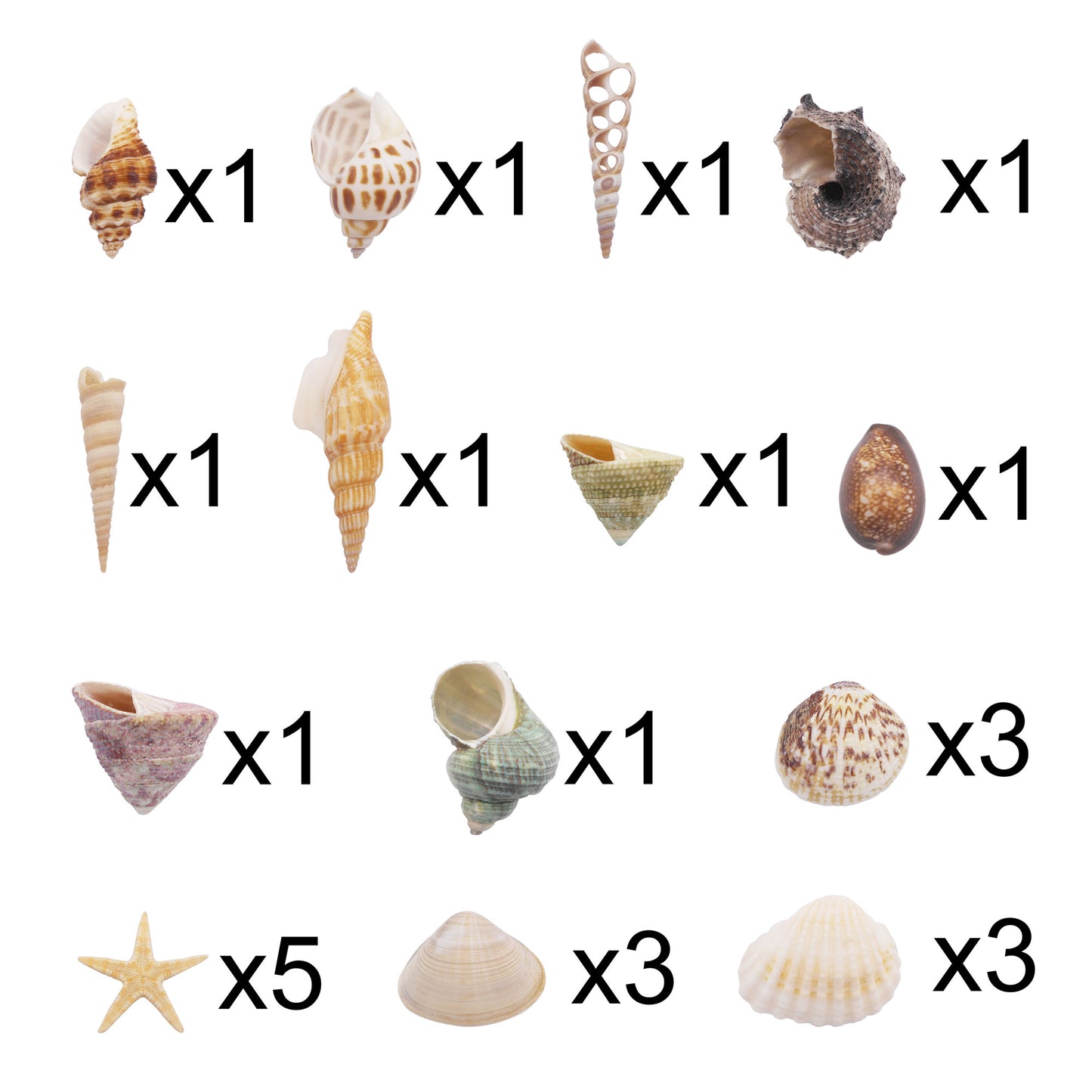 One Box of 24Pcs Natural Sea Shells & Starfish for DIY Crafts – Clam, Scallop, Conch Shells for Aquarium Decor, Fish Tank, Home Art