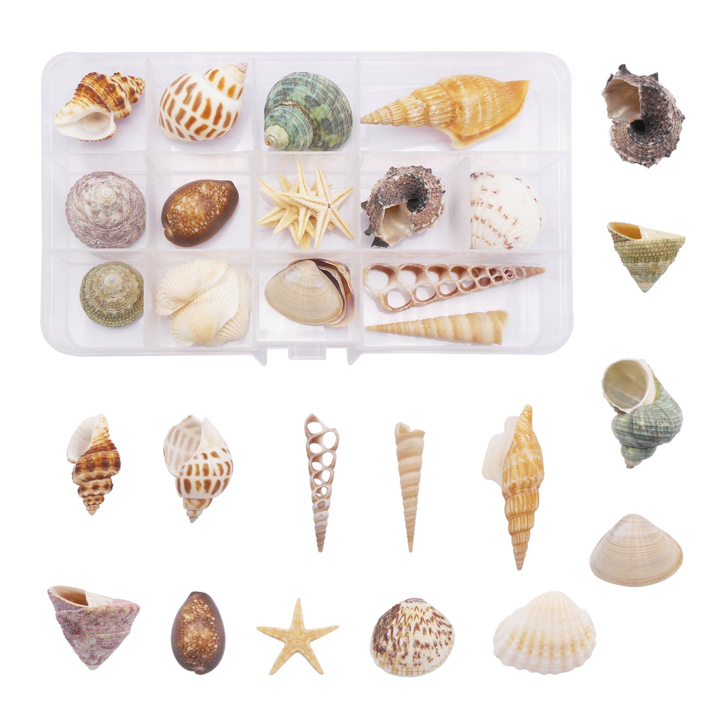 One Box of 24Pcs Natural Sea Shells & Starfish for DIY Crafts – Clam, Scallop, Conch Shells for Aquarium Decor, Fish Tank, Home Art