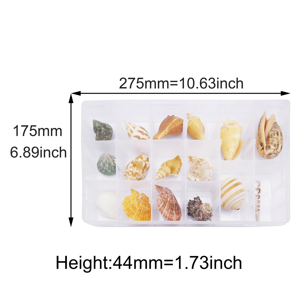 16Pcs One Box of Slice Conch Shell Natural Clam Scallop Shell for DIY Crafts Supplies, Fish Tank & Home Art Decor