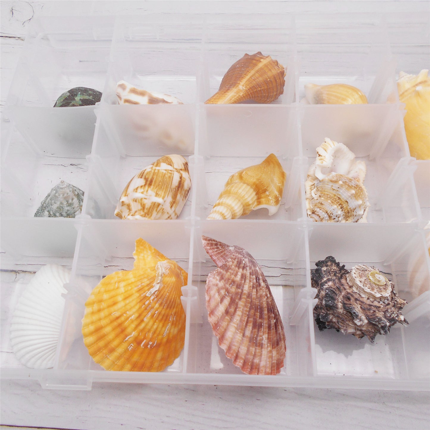 16Pcs One Box of Slice Conch Shell Natural Clam Scallop Shell for DIY Crafts Supplies, Fish Tank & Home Art Decor