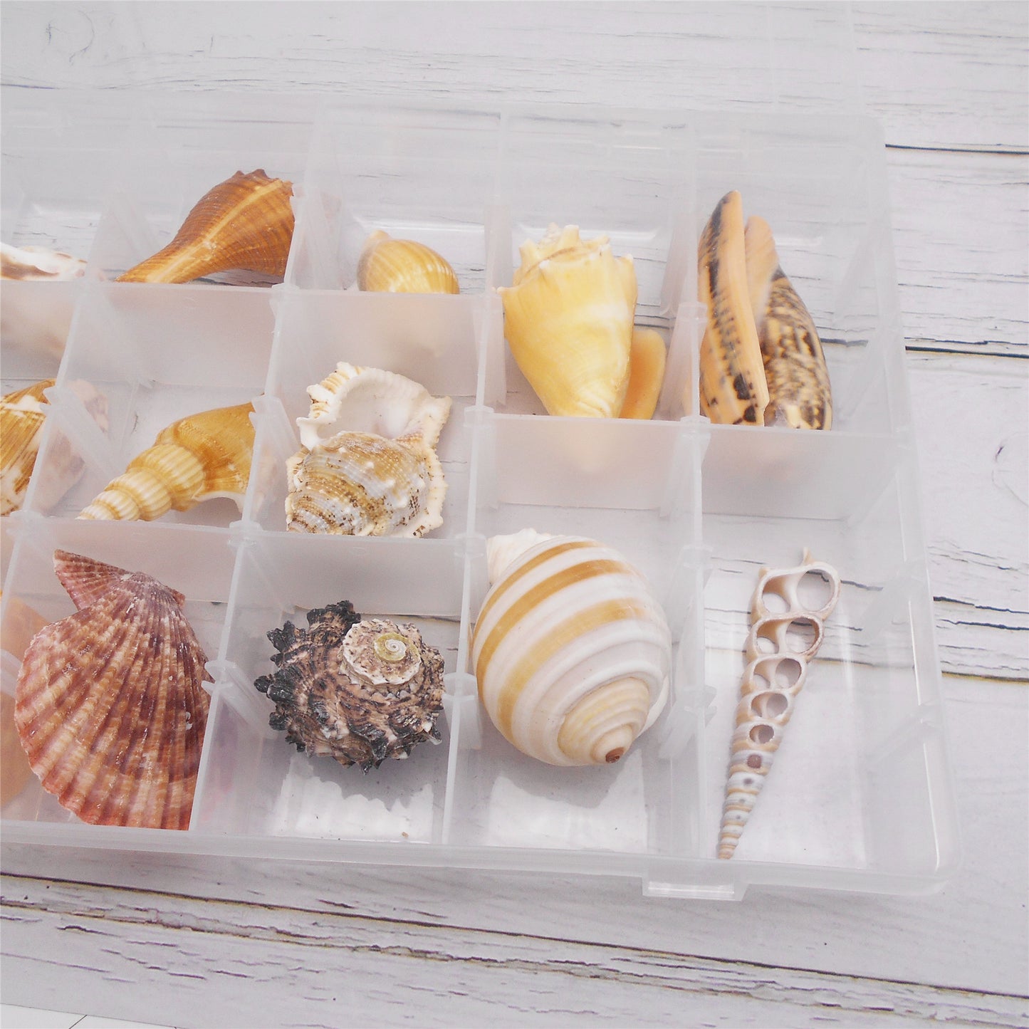 16Pcs One Box of Slice Conch Shell Natural Clam Scallop Shell for DIY Crafts Supplies, Fish Tank & Home Art Decor