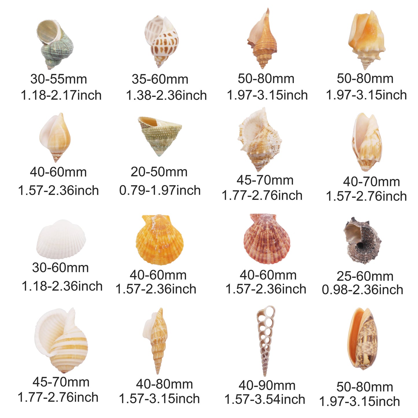 16Pcs One Box of Slice Conch Shell Natural Clam Scallop Shell for DIY Crafts Supplies, Fish Tank & Home Art Decor