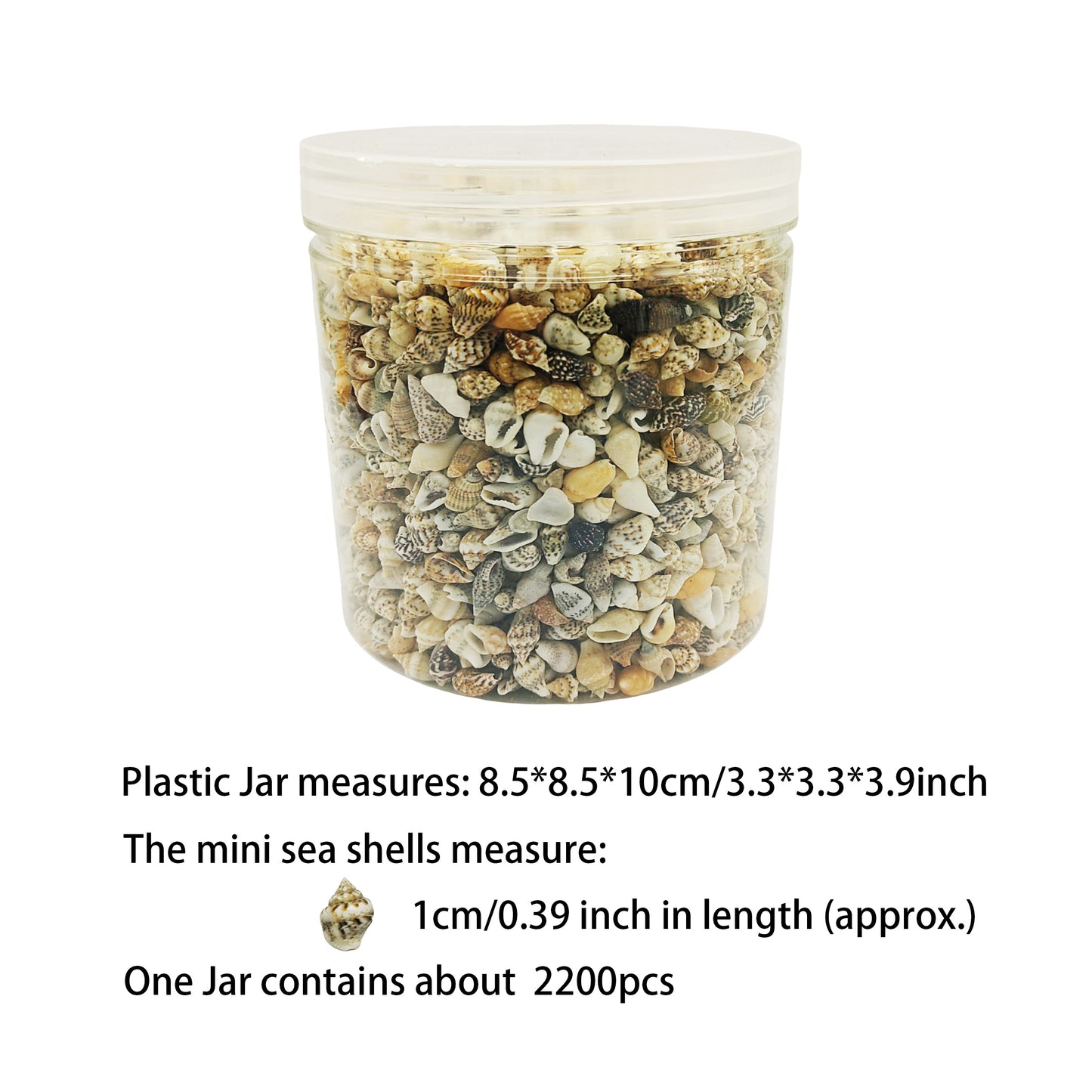 1 Plastic Jar Natural Conch Scallop Shells Real Sea Shells for Art Craft Supplies, Ocean Theme Party & Beach Wedding Decoration 85x85x100mm