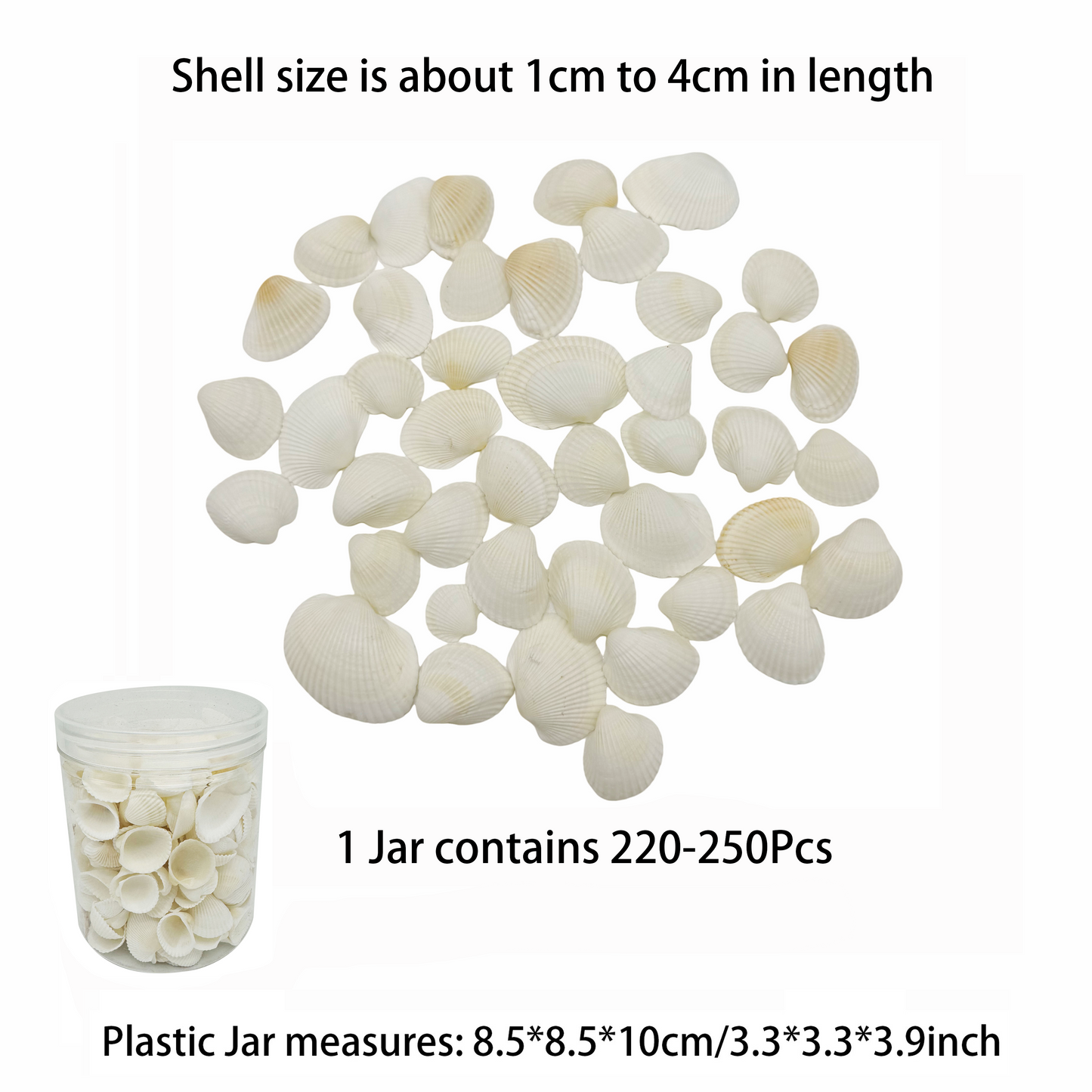 1 Plastic Jar Natural Conch Scallop Shells Real Sea Shells for Art Craft Supplies, Ocean Theme Party & Beach Wedding Decoration 85x85x100mm