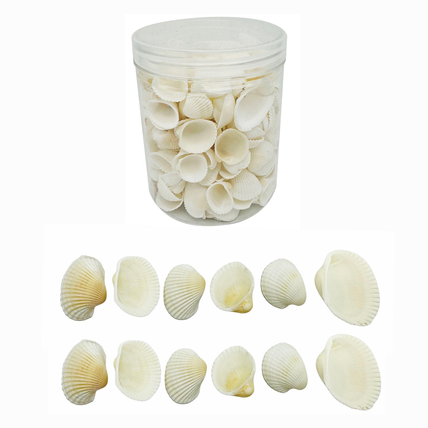 1 Plastic Jar Natural Conch Scallop Shells Real Sea Shells for Art Craft Supplies, Ocean Theme Party & Beach Wedding Decoration 85x85x100mm