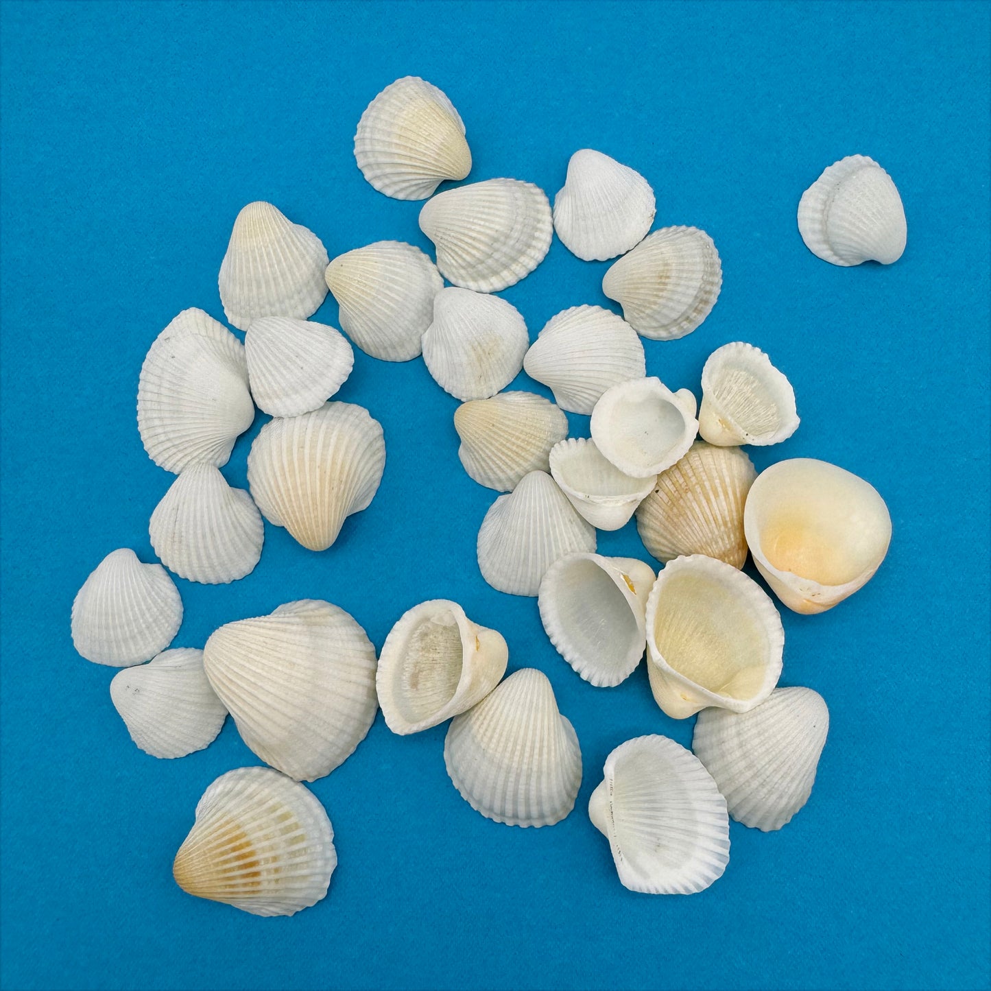30 Pieces Natural Cockle Shells White Sea Shells Real Shell Crafts for Beach Wedding Decor Fish Tank Aquarium Decoration Art Creating 1-3cm