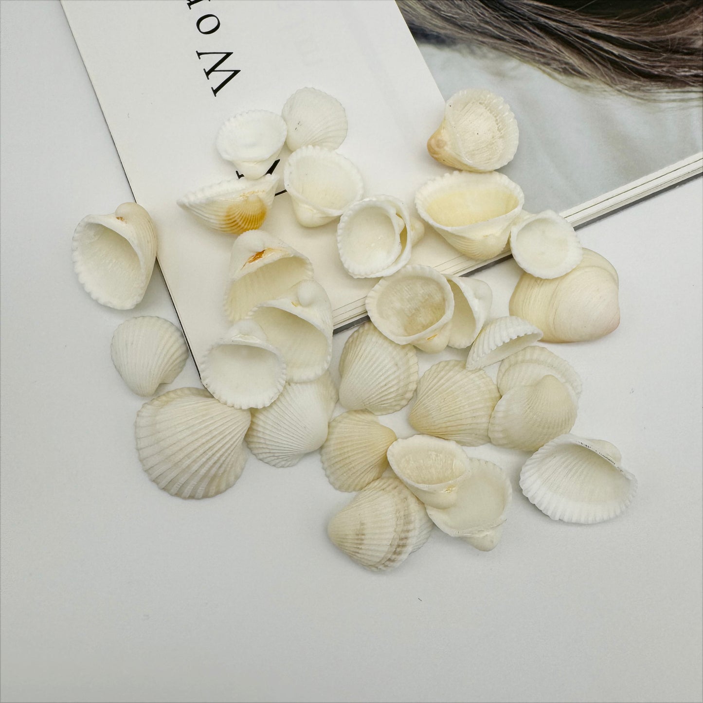 30 Pieces Natural Cockle Shells White Sea Shells Real Shell Crafts for Beach Wedding Decor Fish Tank Aquarium Decoration Art Creating 1-3cm