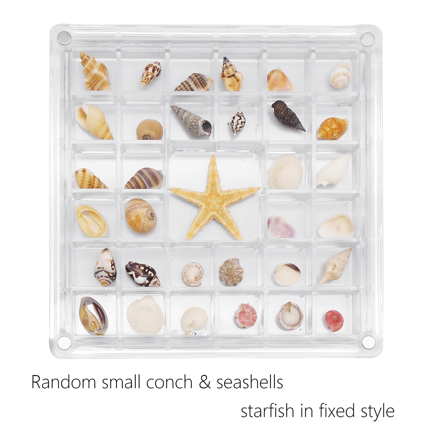 1 Piece Magnetic Clear Seashell Display Box Tiny Real Shell Collection Storage Box Conch Shell Starfish Organizer Box Acrylic Desk Ornament Decor