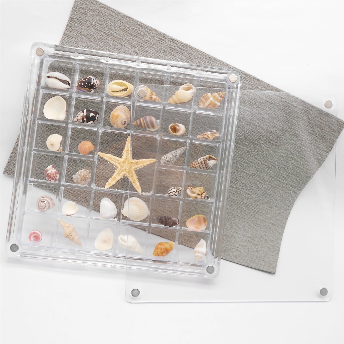 1 Piece Magnetic Clear Seashell Display Box Tiny Real Shell Collection Storage Box Conch Shell Starfish Organizer Box Acrylic Desk Ornament Decor