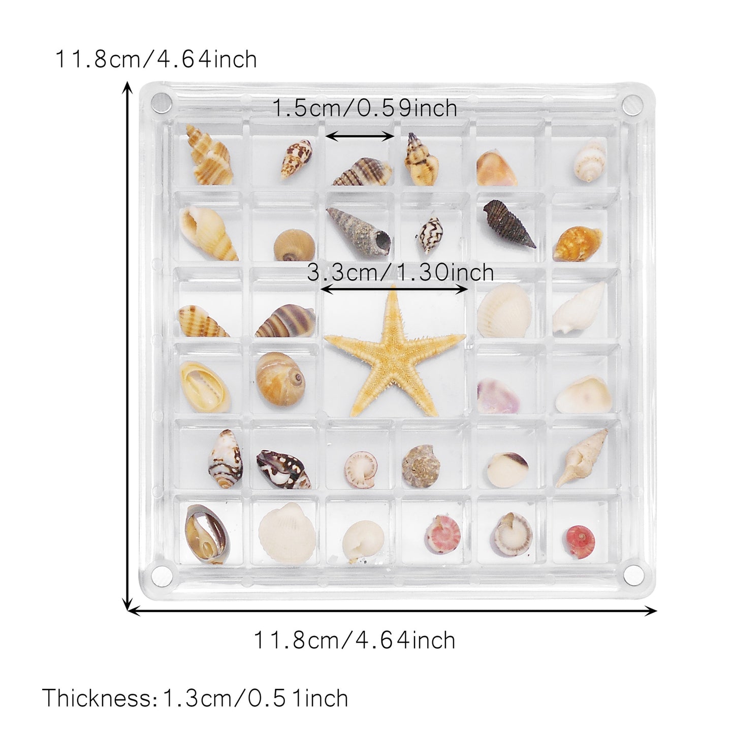 1 Piece Magnetic Clear Seashell Display Box Tiny Real Shell Collection Storage Box Conch Shell Starfish Organizer Box Acrylic Desk Ornament Decor