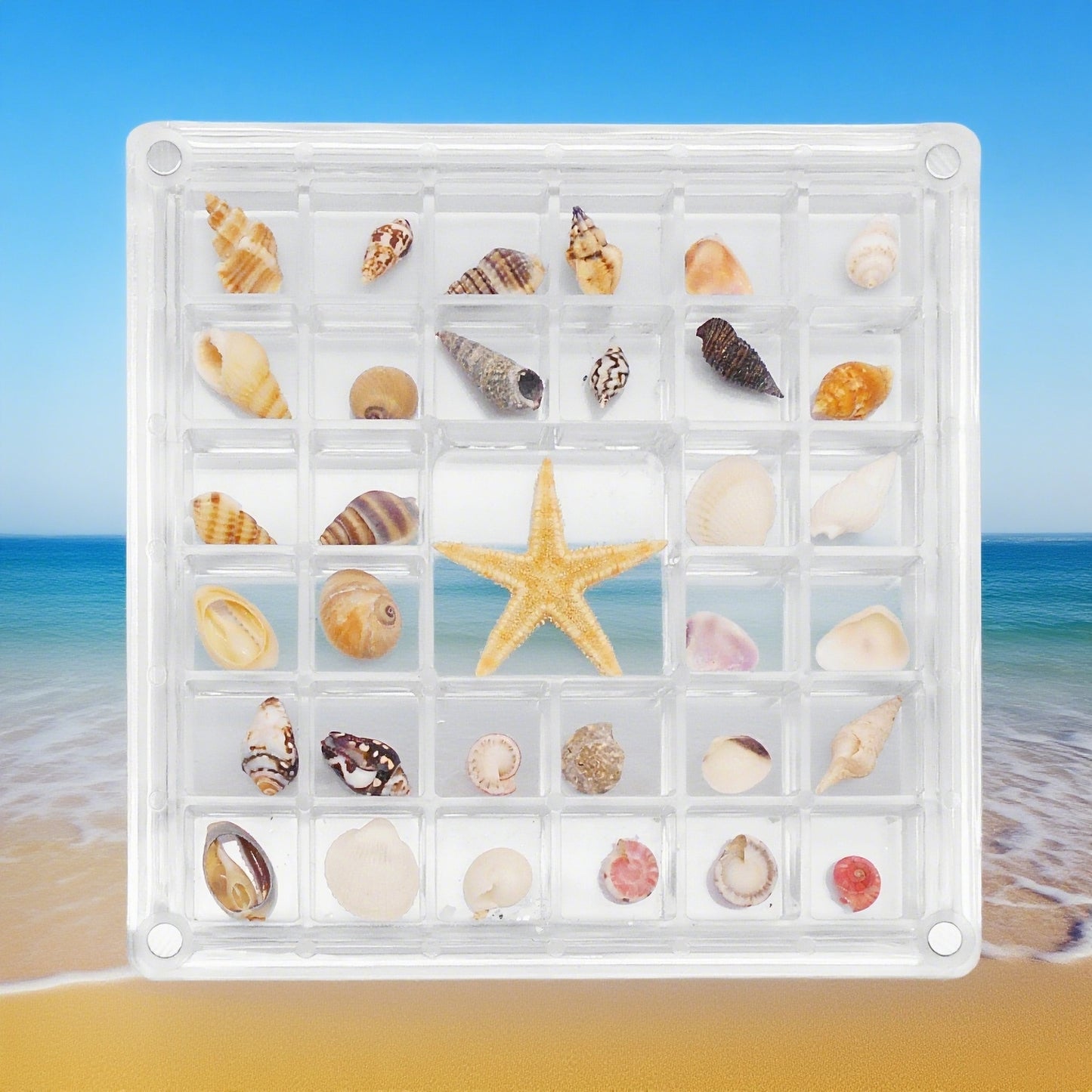 1 Piece Magnetic Clear Seashell Display Box Tiny Real Shell Collection Storage Box Conch Shell Starfish Organizer Box Acrylic Desk Ornament Decor