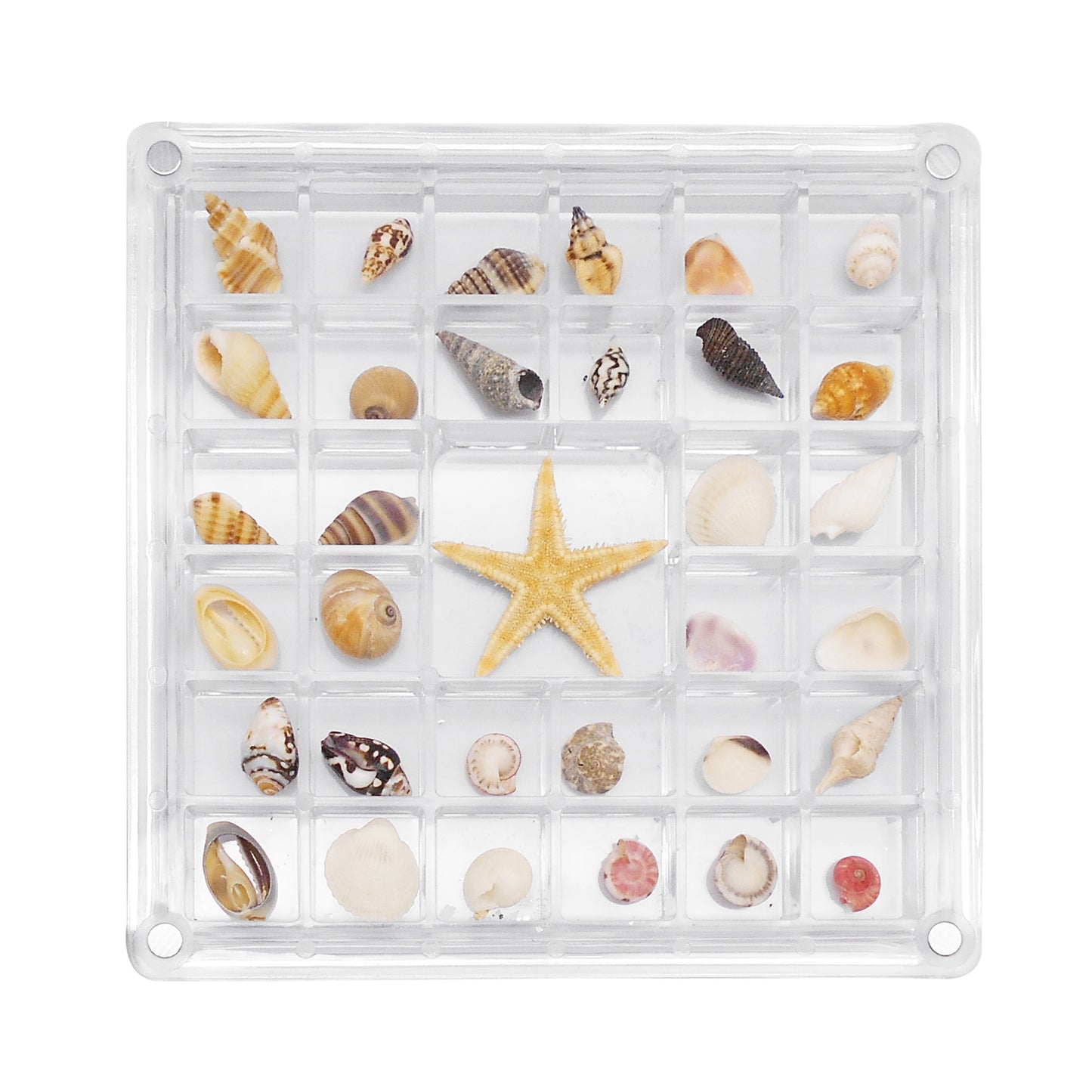 1 Piece Magnetic Clear Seashell Display Box Tiny Real Shell Collection Storage Box Conch Shell Starfish Organizer Box Acrylic Desk Ornament Decor