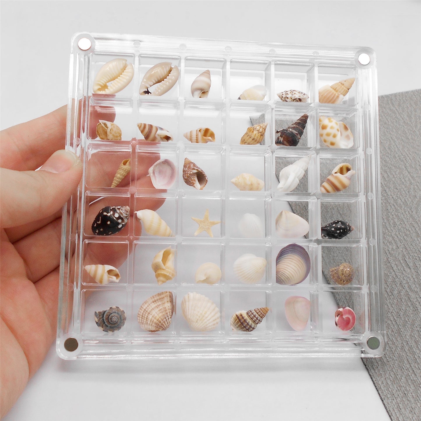 1 Piece Magnetic Clear Seashell Display Box Tiny Real Shell Collection Storage Box Conch Shell Starfish Organizer Box Acrylic Desk Ornament Decor
