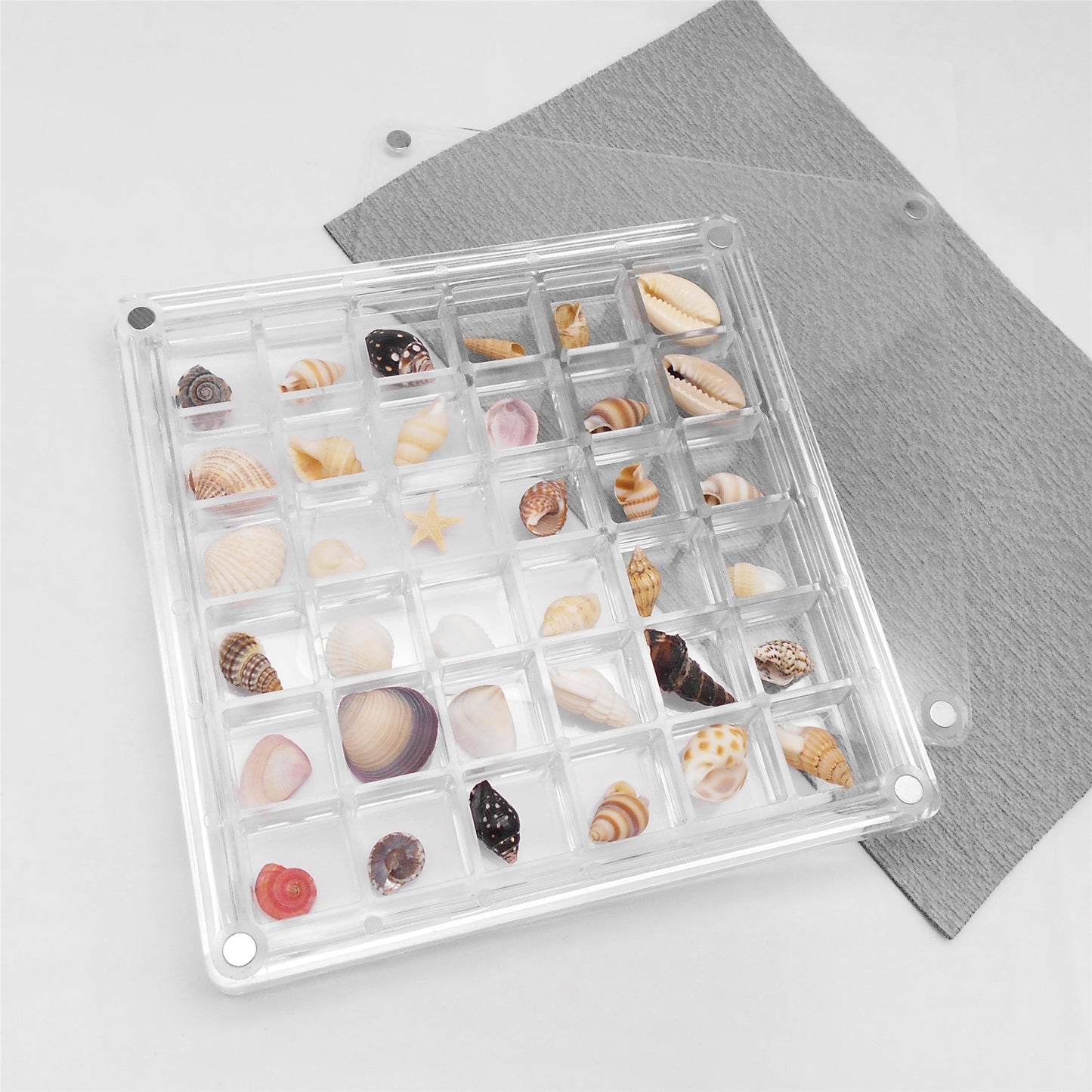 1 Piece Magnetic Clear Seashell Display Box Tiny Real Shell Collection Storage Box Conch Shell Starfish Organizer Box Acrylic Desk Ornament Decor