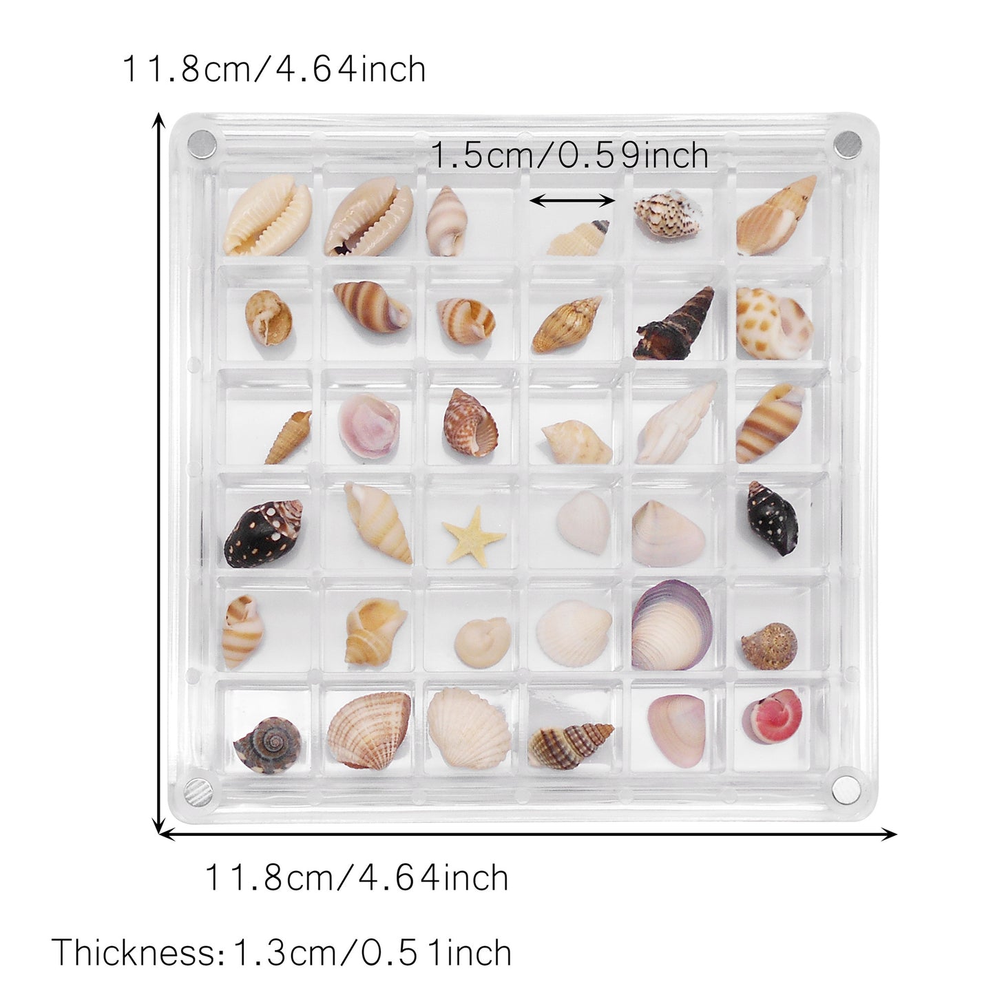 1 Piece Magnetic Clear Seashell Display Box Tiny Real Shell Collection Storage Box Conch Shell Starfish Organizer Box Acrylic Desk Ornament Decor