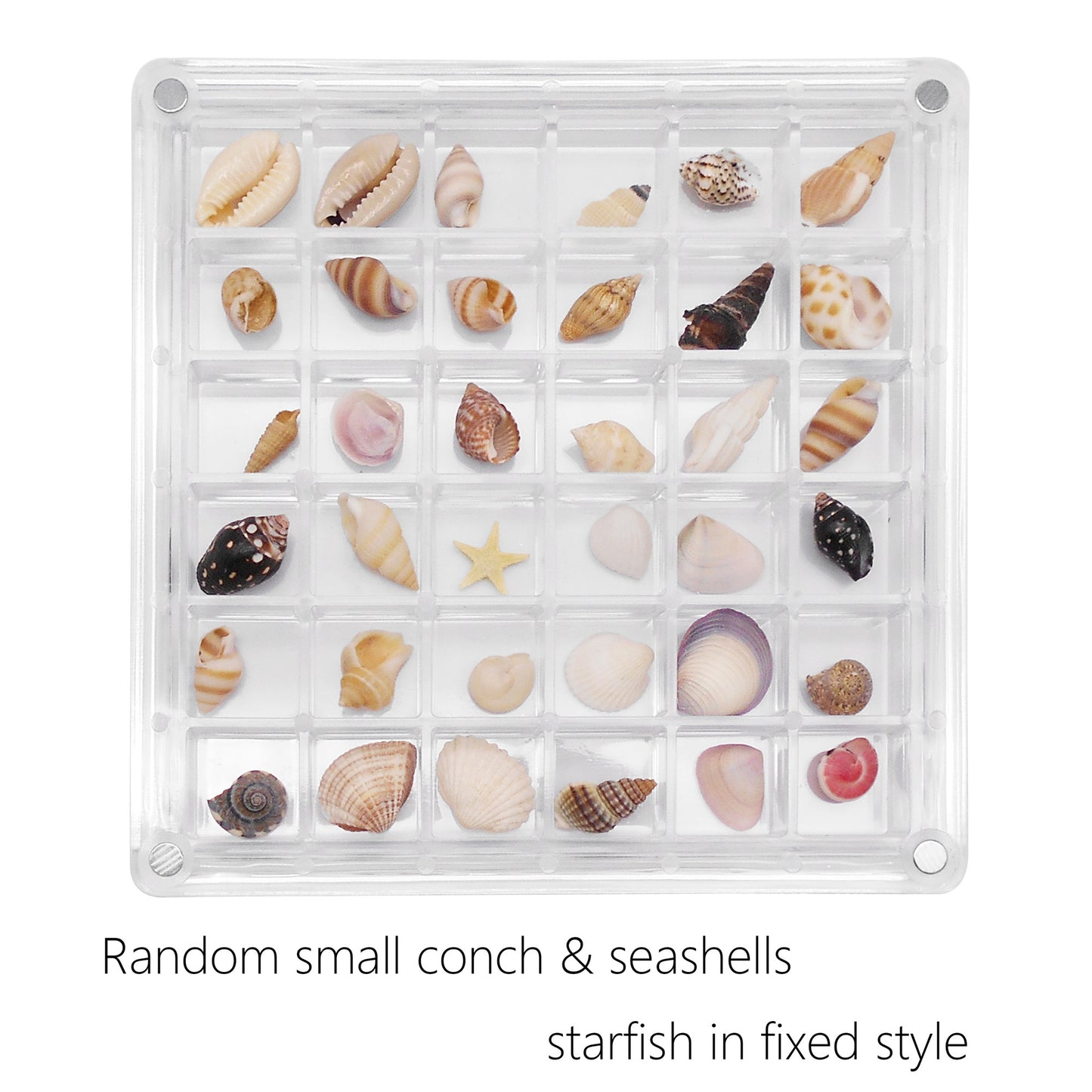 1 Piece Magnetic Clear Seashell Display Box Tiny Real Shell Collection Storage Box Conch Shell Starfish Organizer Box Acrylic Desk Ornament Decor