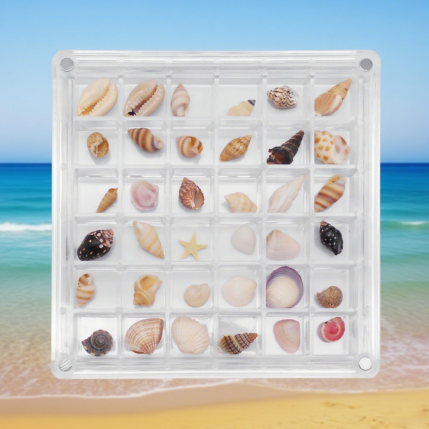 1 Piece Magnetic Clear Seashell Display Box Tiny Real Shell Collection Storage Box Conch Shell Starfish Organizer Box Acrylic Desk Ornament Decor