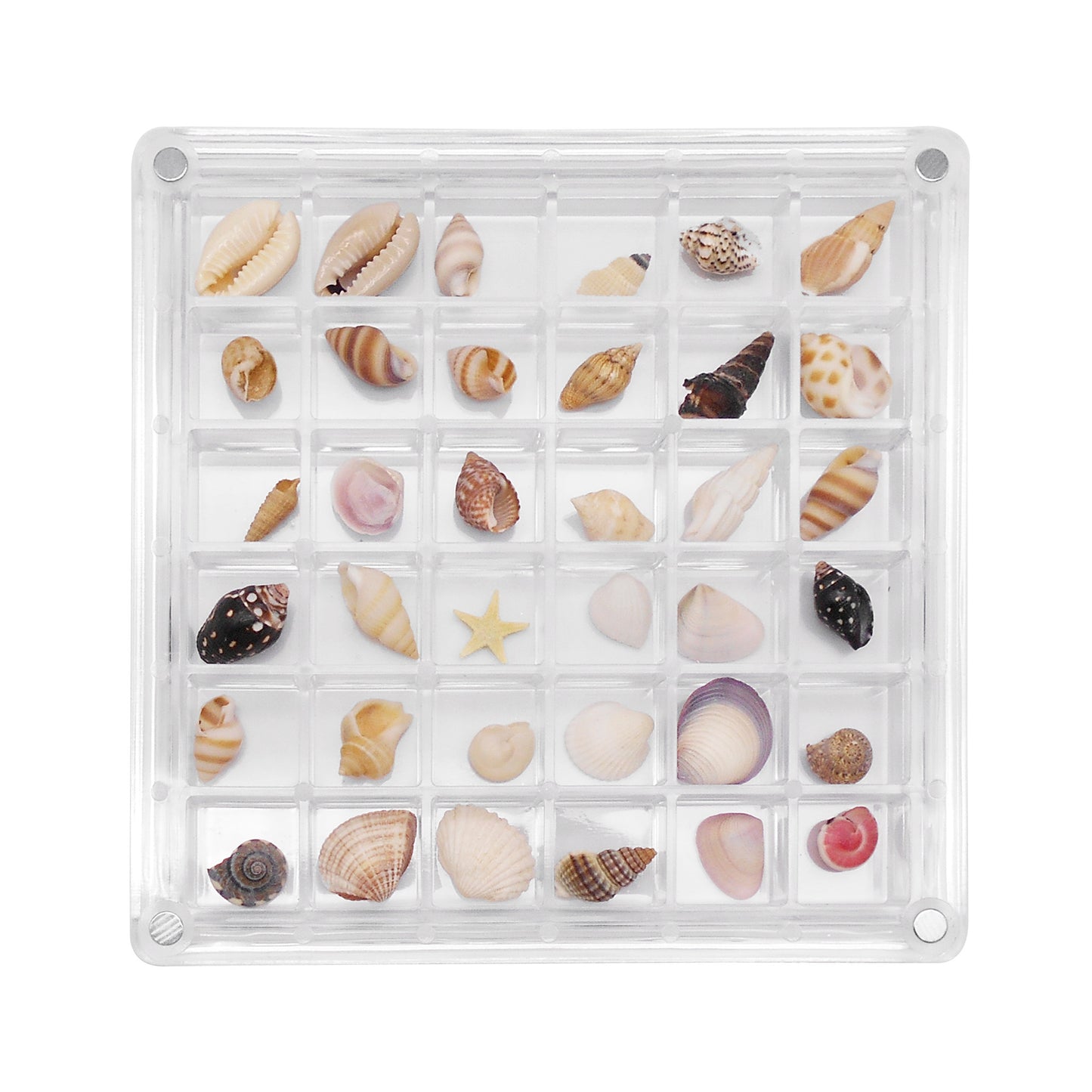 1 Piece Magnetic Clear Seashell Display Box Tiny Real Shell Collection Storage Box Conch Shell Starfish Organizer Box Acrylic Desk Ornament Decor