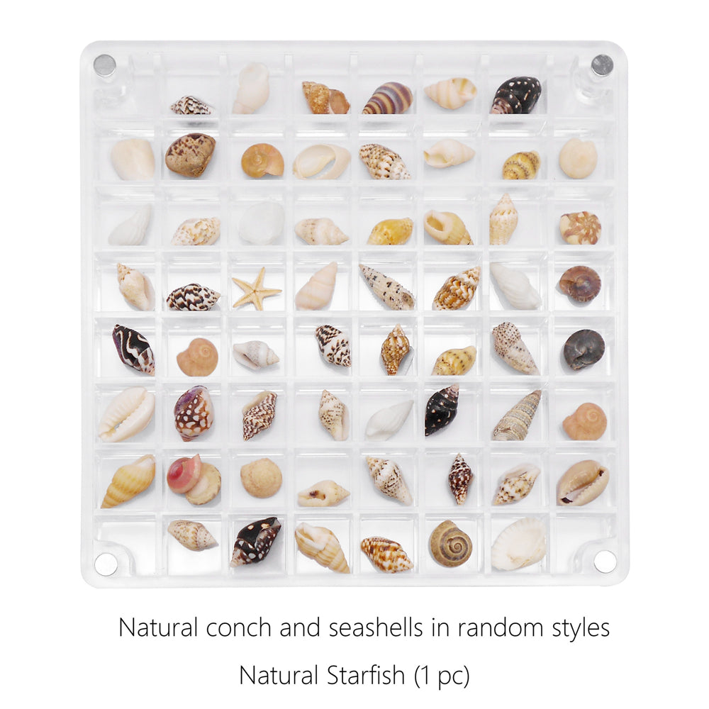 1 Piece Magnetic Acrylic Shell Organizer, Clear Display Case for Seashell Collection - Desk Decoration, Storage Box, Gift for Beach Lovers