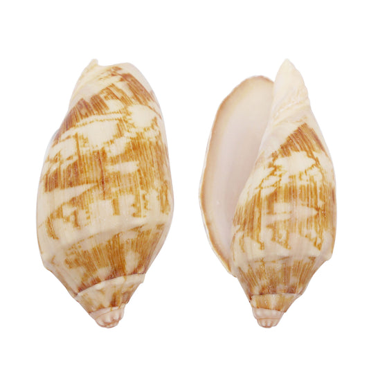 Natural Sea Shell Big Spiral Conch Shell White Clam Shell Bead DIY Fish Tank Ornament Making Accessory Beach Wedding Decor Supplies