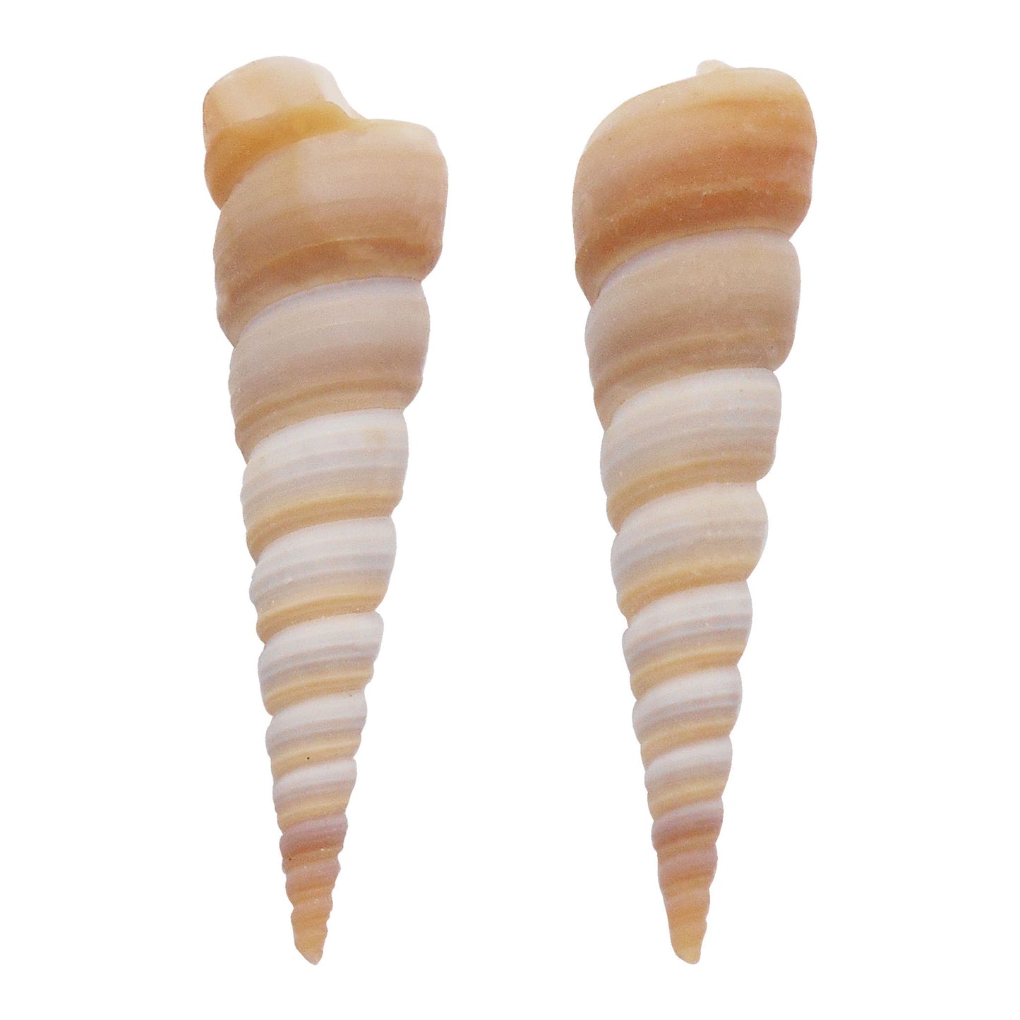 Natural Sea Shell Big Spiral Conch Shell White Clam Shell Bead DIY Fish Tank Ornament Making Accessory Beach Wedding Decor Supplies