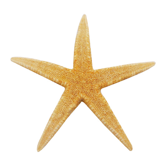 2pcs Natural Starfish Ocean Shell Sea Star DIY Fish Tank Aquarium Ornament Making Accessory Beach Wedding Decor Supplies