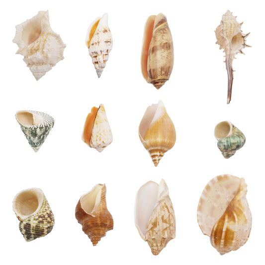 12Pcs Natural Hermit Crab Shells Ocean Animal's House Sea Shell DIY Fish Tank Ornament Landscaping Home Decoration
