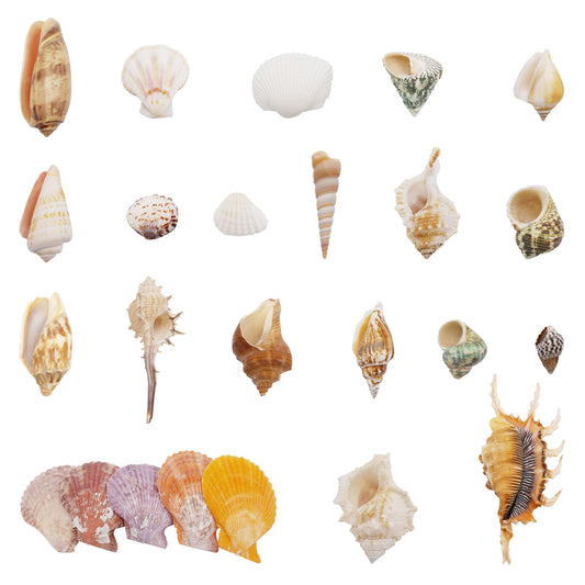 50Pcs Sea Shell Natural Marine Conch Shell DIY Fish Tank Landscaping Ornament Making Supplies Home Beach Wedding Decor Accessory