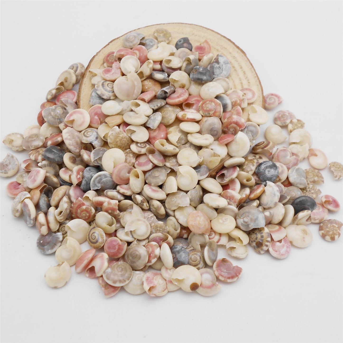 200Pcs Natural Conch Shell Tiny Clam Scallop Shell Real Sea Shell for Beach Wedding & Miniature Landscape Decor, DIY Crafts Supplies