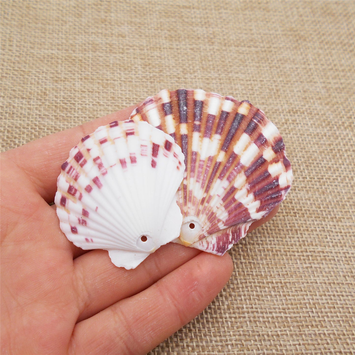 4/10Pcs Natural Scallop Conch Shell with Hole Beach Sea Sell Bead for DIY Jewelry Making Accessory, Fish Tank Aquarium Home Decor