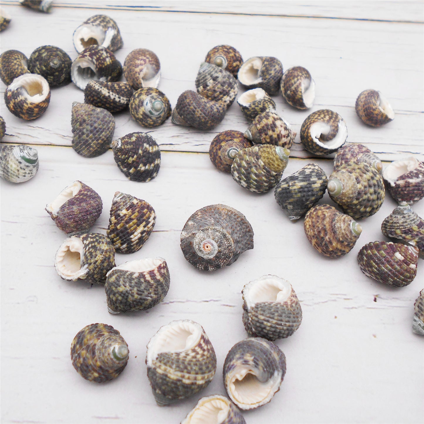 50g One Pack of Natural Conch Shell Beach Sea Shell Bead DIY Wish Bottle Decor Home Fish Tank Decor Accessory