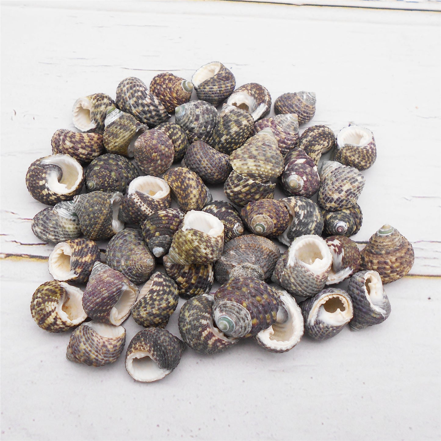 50g One Pack of Natural Conch Shell Beach Sea Shell Bead DIY Wish Bottle Decor Home Fish Tank Decor Accessory