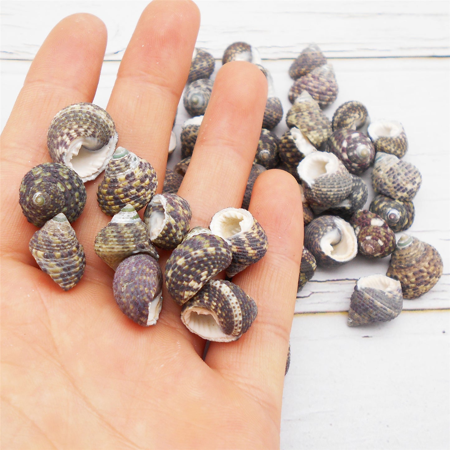 50g One Pack of Natural Conch Shell Beach Sea Shell Bead DIY Wish Bottle Decor Home Fish Tank Decor Accessory