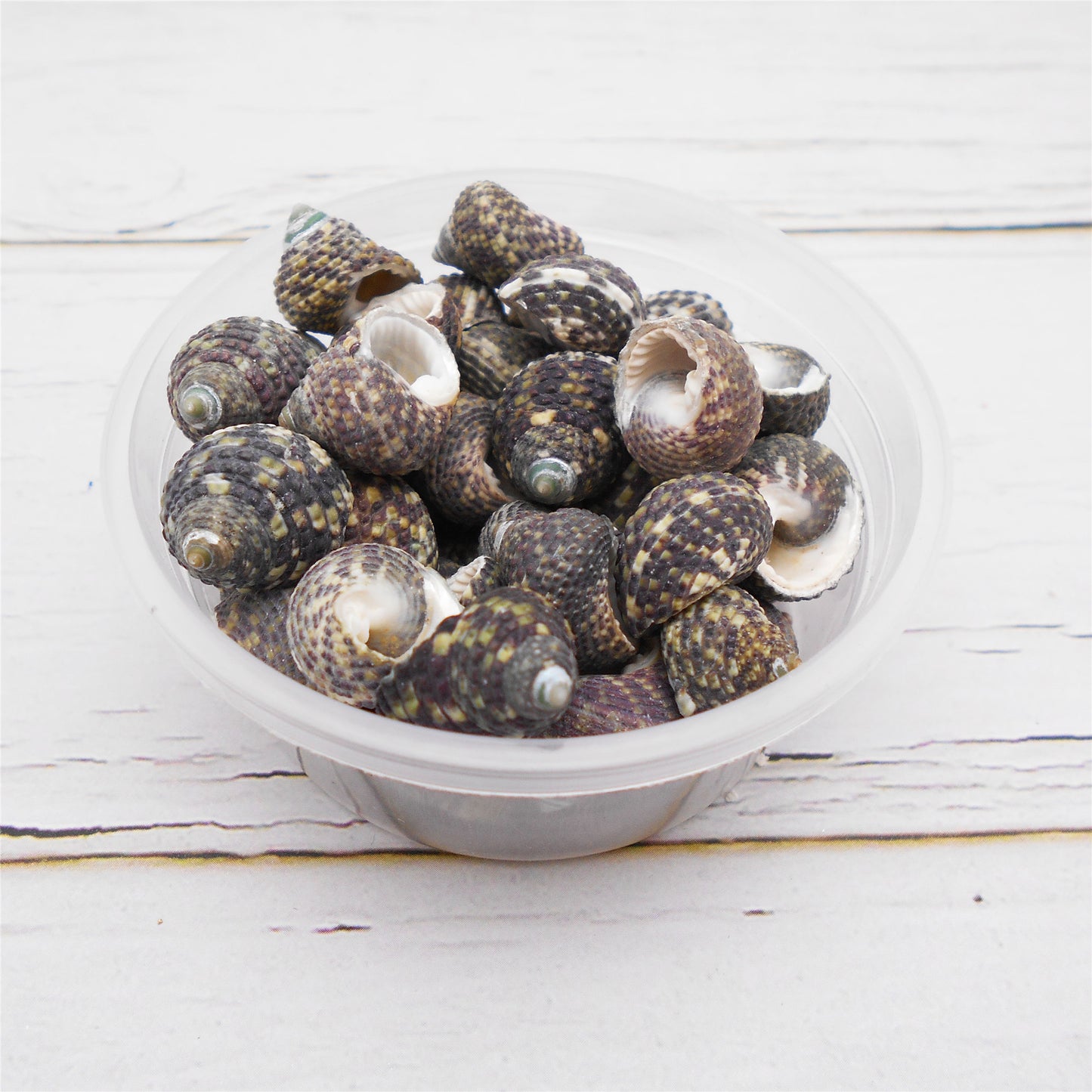 50g One Pack of Natural Conch Shell Beach Sea Shell Bead DIY Wish Bottle Decor Home Fish Tank Decor Accessory