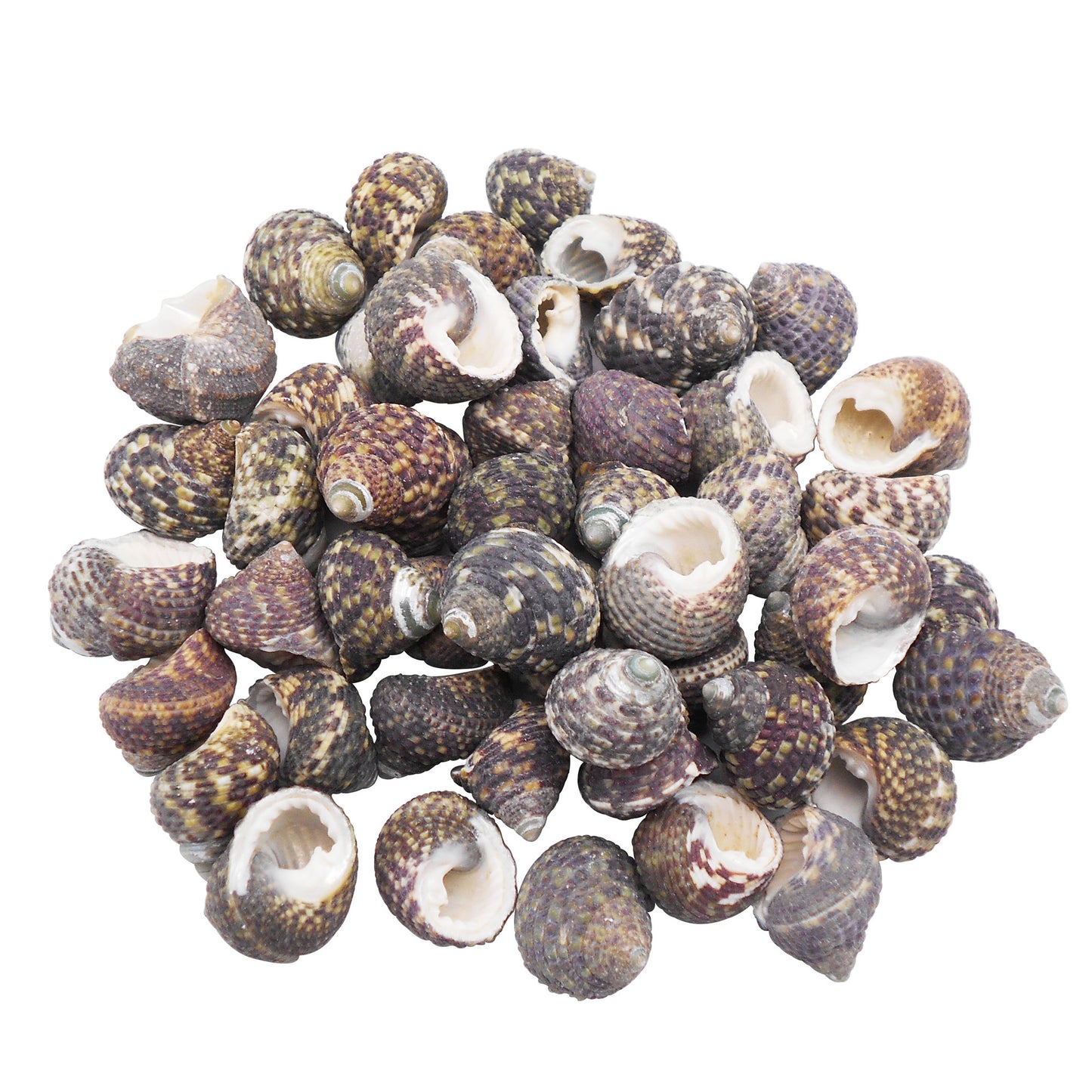 50g One Pack of Natural Conch Shell Beach Sea Shell Bead DIY Wish Bottle Decor Home Fish Tank Decor Accessory