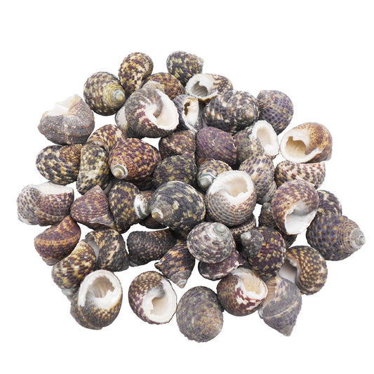 50g One Pack of Natural Conch Shell Beach Sea Shell Bead DIY Wish Bottle Decor Home Fish Tank Decor Accessory