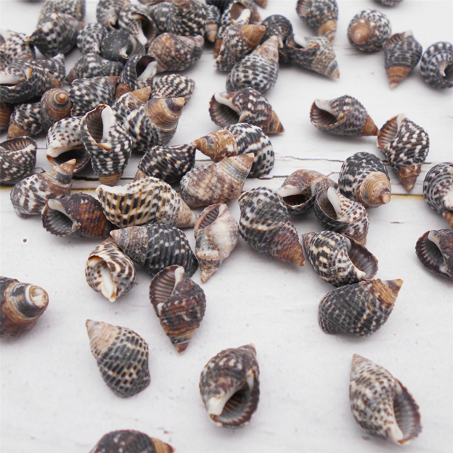 50g One Pack of Natural Conch Shell Beach Sea Shell Bead DIY Wish Bottle Decor Home Fish Tank Decor Accessory
