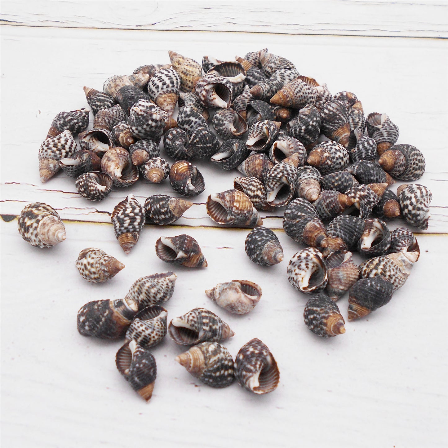 50g One Pack of Natural Conch Shell Beach Sea Shell Bead DIY Wish Bottle Decor Home Fish Tank Decor Accessory