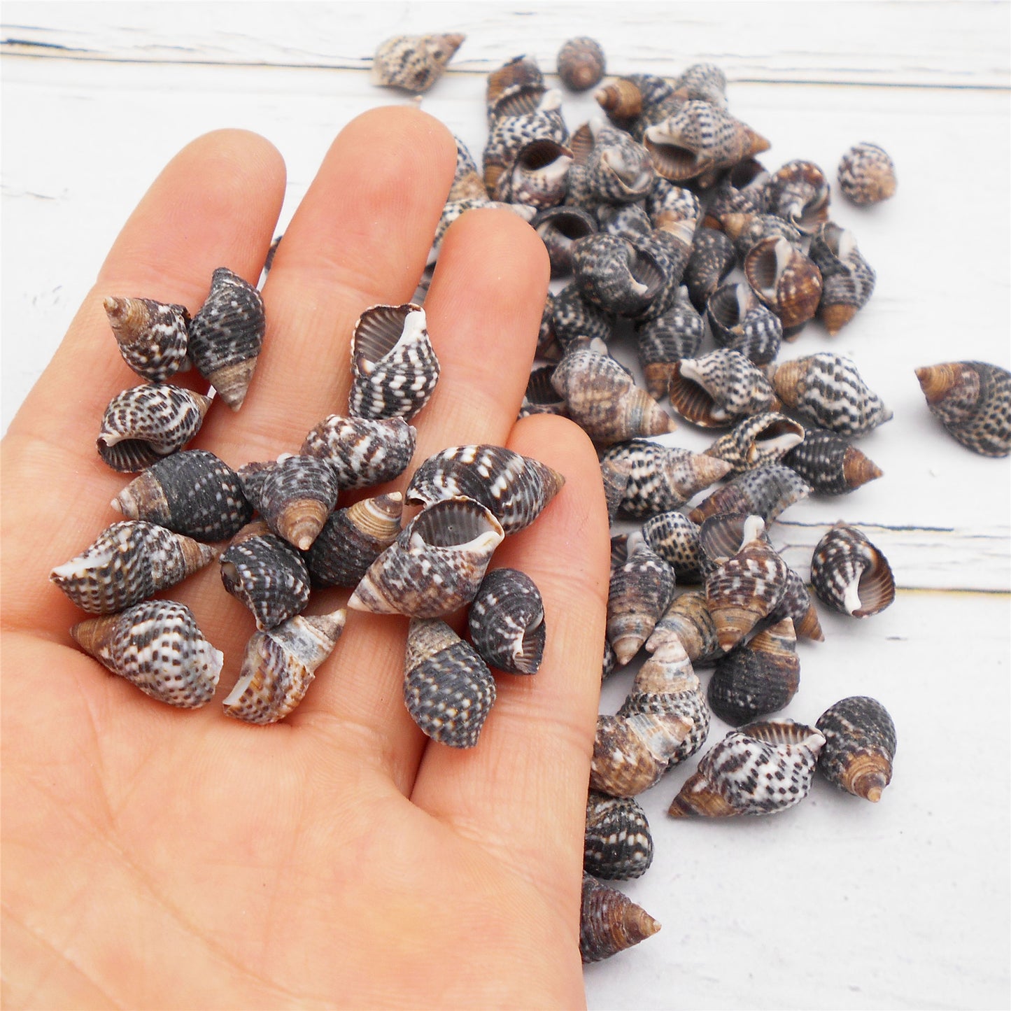 50g One Pack of Natural Conch Shell Beach Sea Shell Bead DIY Wish Bottle Decor Home Fish Tank Decor Accessory