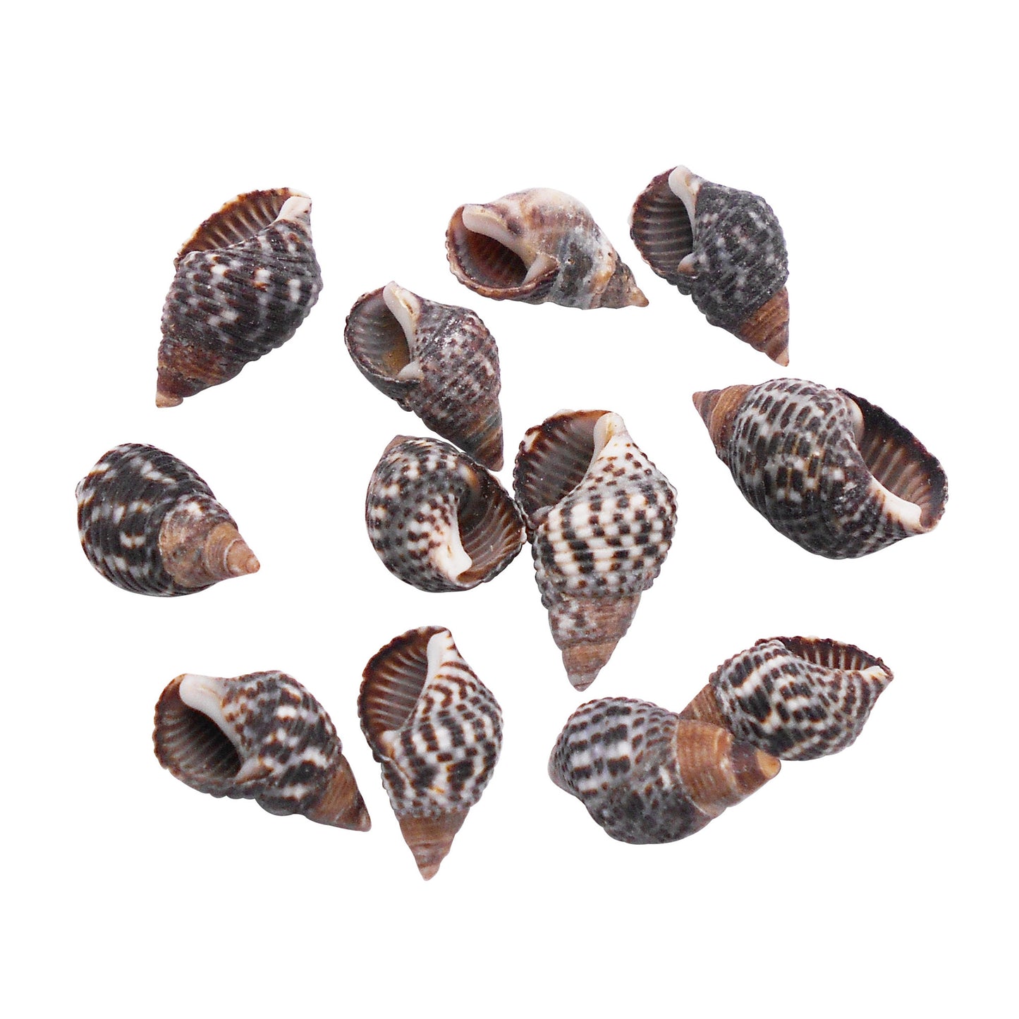 50g One Pack of Natural Conch Shell Beach Sea Shell Bead DIY Wish Bottle Decor Home Fish Tank Decor Accessory