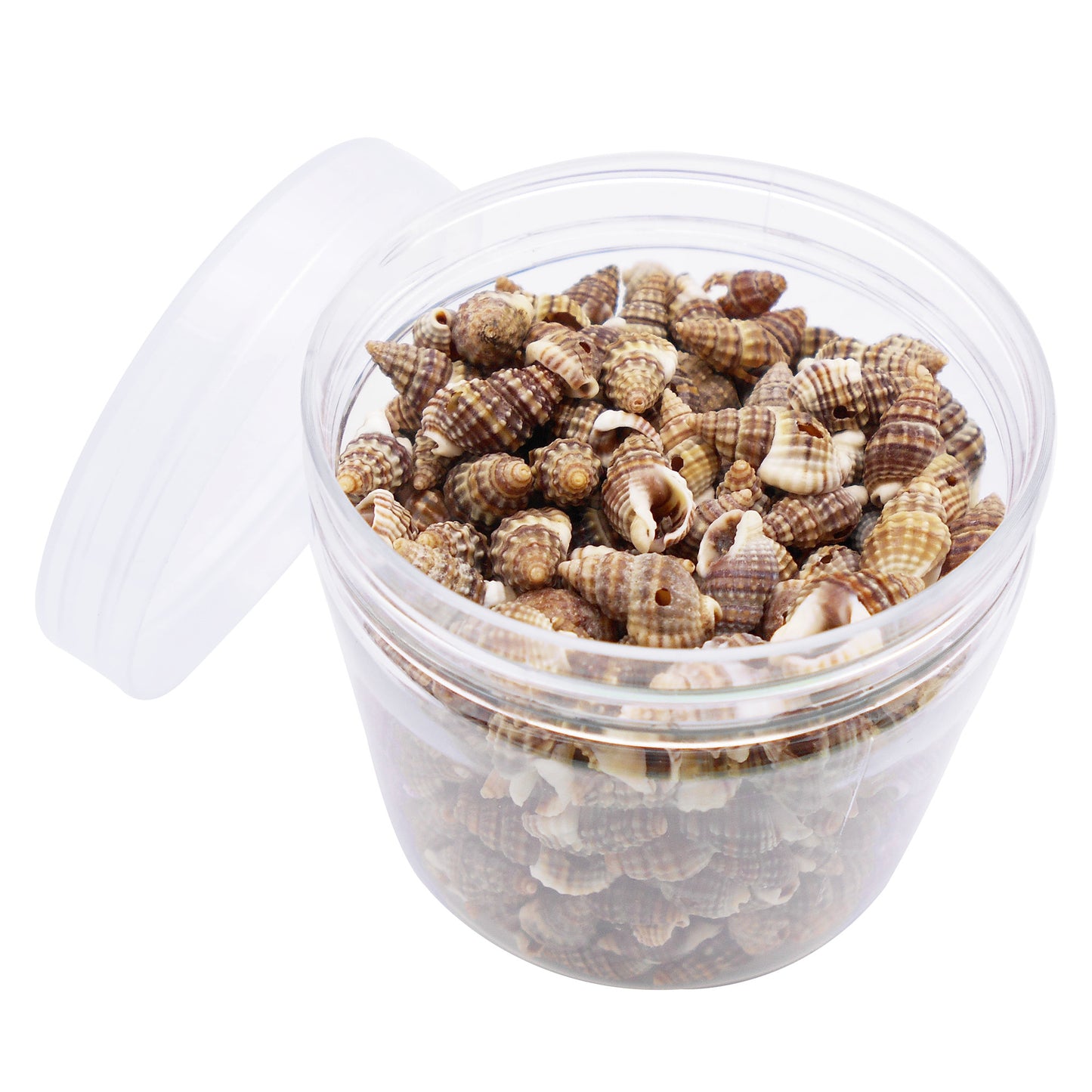 100g One Box of Drilled Hole Shell Conch Whelk for Craft DIY Jewelry Necklace Earring Bracelet Making Home Decoration Phone Frame Candle Making