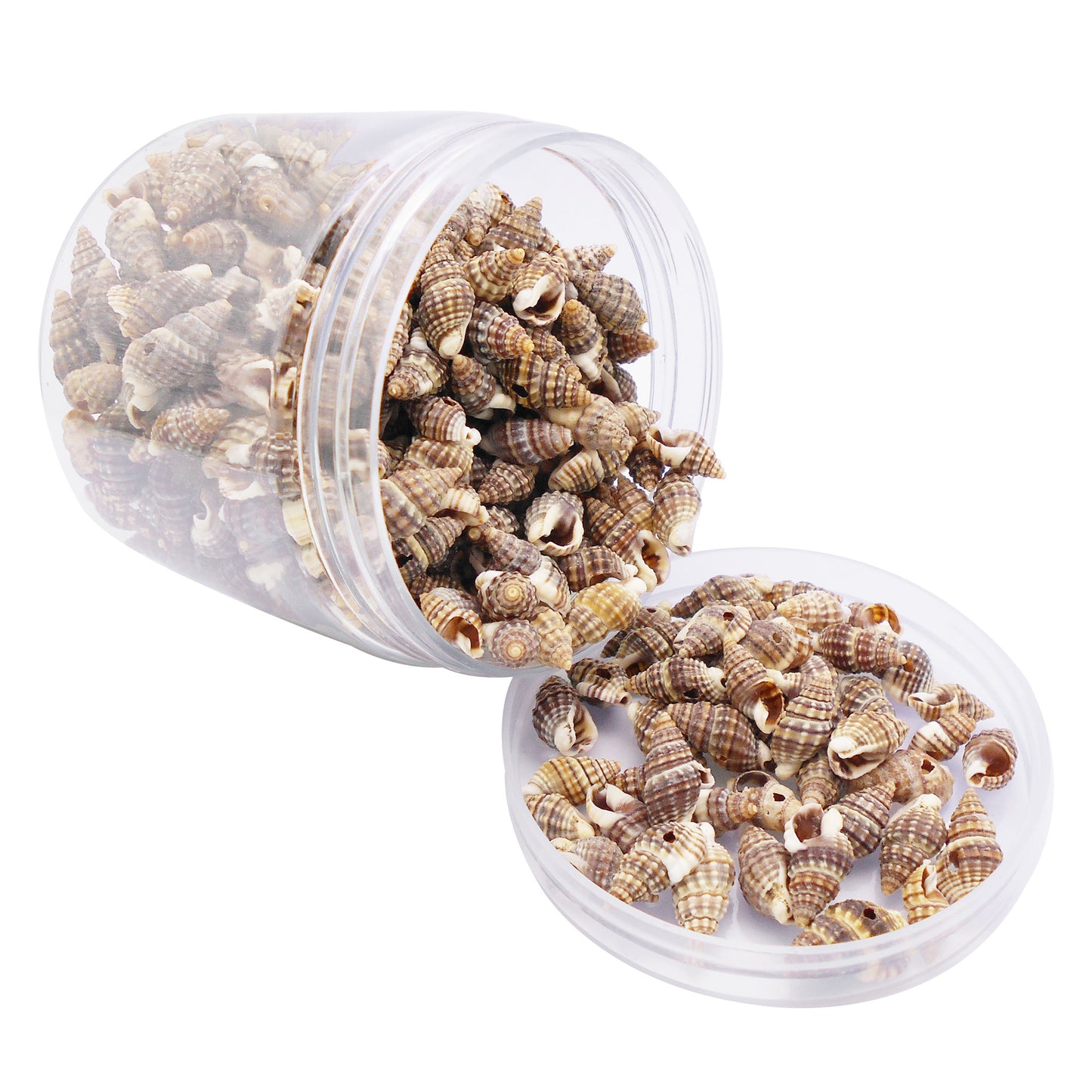 100g One Box of Drilled Hole Shell Conch Whelk for Craft DIY Jewelry Necklace Earring Bracelet Making Home Decoration Phone Frame Candle Making