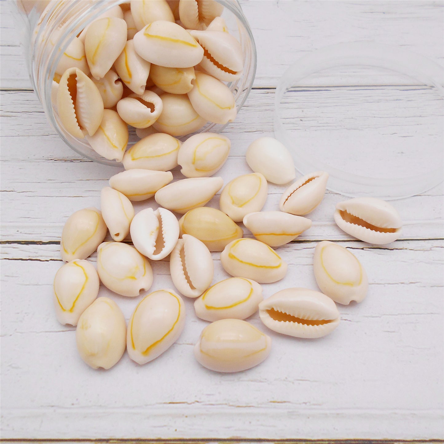 90g One Jar of Natural Shell Conch Beach Gold-ringer Cowrie Real Conch Shells for DIY Jewelry Making, Art Crafts Supplies, Home & Aquarium & Fish Tank Decor