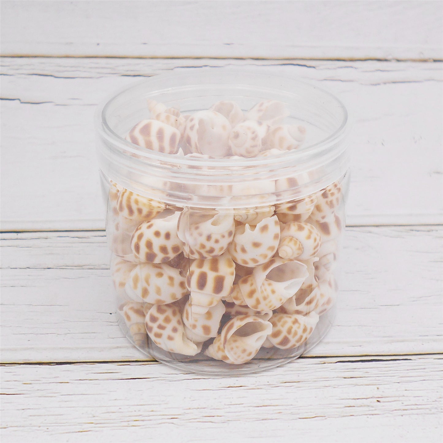 60g One Jar of Spotted Whelk Shell Sea Shell for Craft DIY Jewelry Necklace Earring Bracelet Making Home Decoration Phone Frame Candle Making 2-3cm