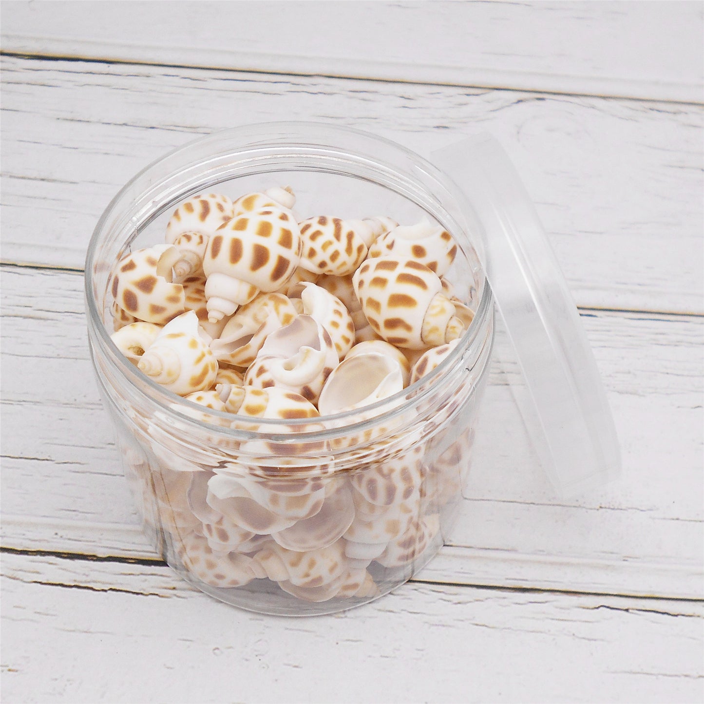 60g One Jar of Spotted Whelk Shell Sea Shell for Craft DIY Jewelry Necklace Earring Bracelet Making Home Decoration Phone Frame Candle Making 2-3cm