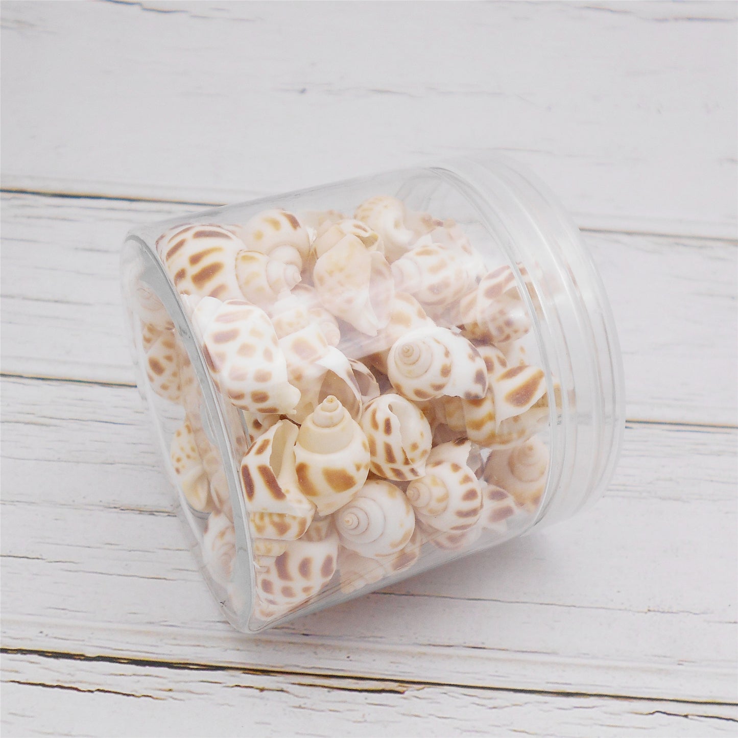 60g One Jar of Spotted Whelk Shell Sea Shell for Craft DIY Jewelry Necklace Earring Bracelet Making Home Decoration Phone Frame Candle Making 2-3cm