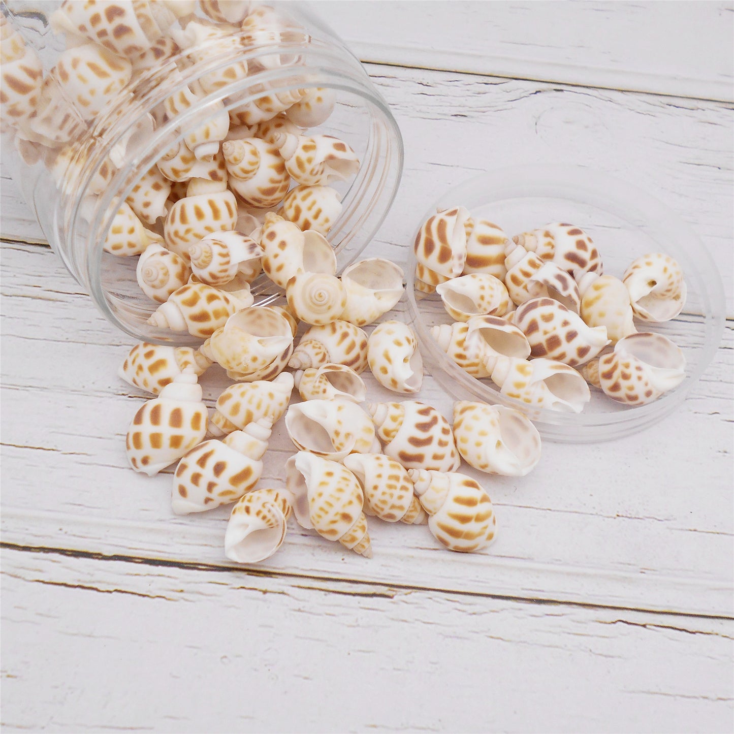 60g One Jar of Spotted Whelk Shell Sea Shell for Craft DIY Jewelry Necklace Earring Bracelet Making Home Decoration Phone Frame Candle Making 2-3cm