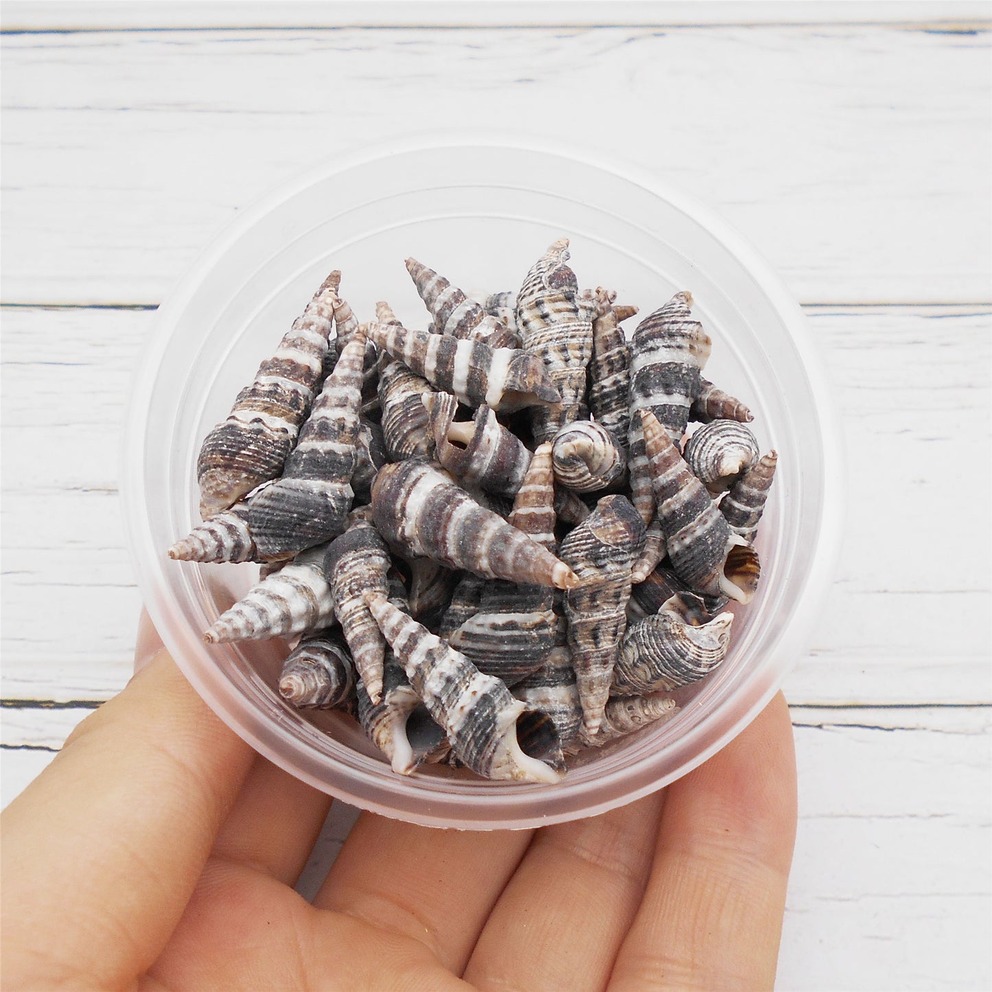 30g One Box of Black Snail Shell Natural Conch Shell Beach Conch Shells for DIY Jewelry Making Art Crafts Decor Fish Tank Aquarium Decoration