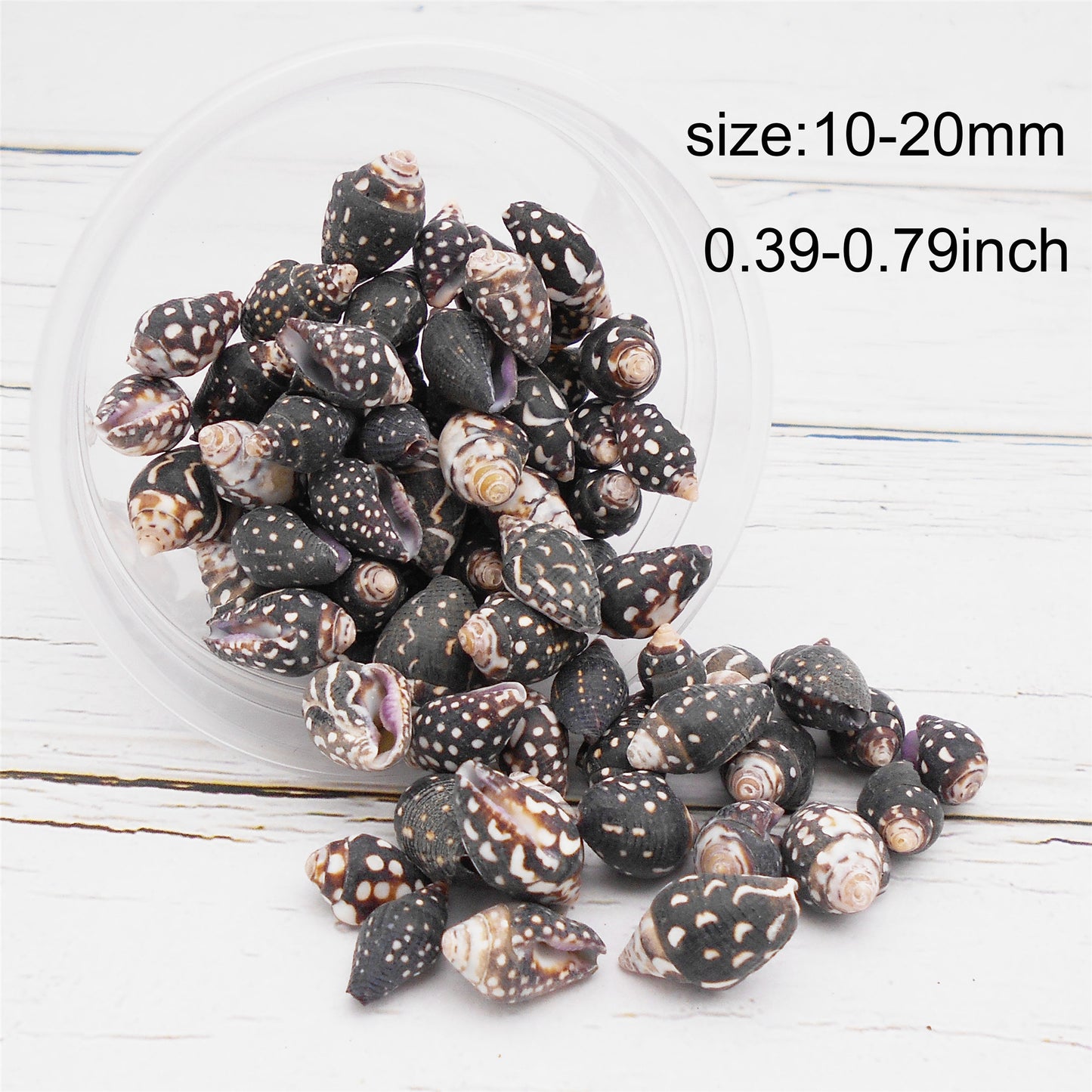 50g One Jar of Black Conch Shell Spindle-Shaped Sea Shells Natural Beach Conch for DIY Jewelry Making, Crafts Supplies, Home & Aquarium Decor